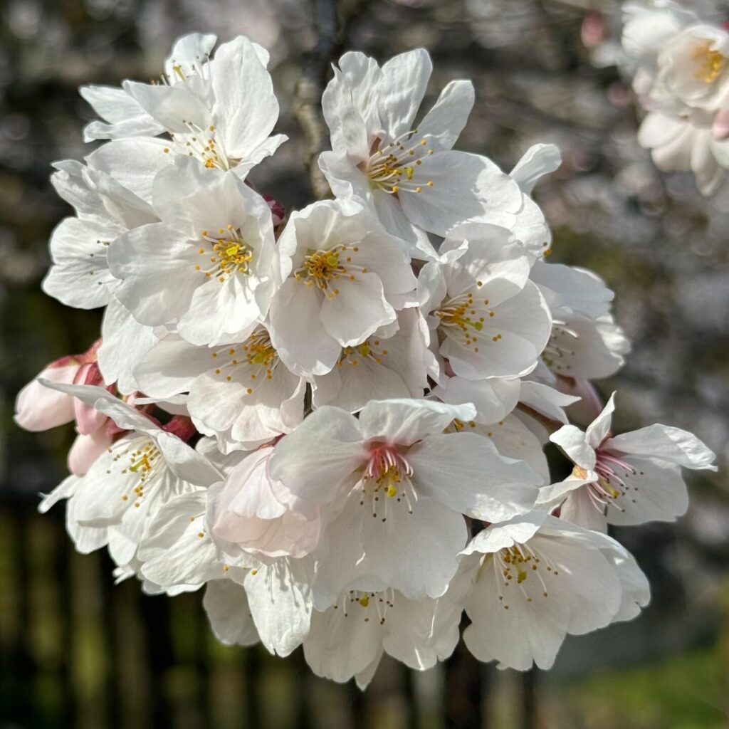 周辺地域の桜